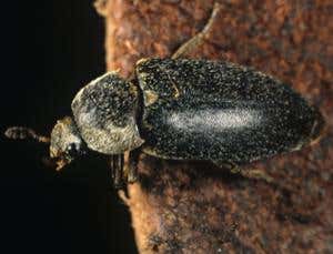 Scent of sex and death attracts virgin female beetles