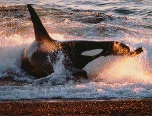 New Scientist. Science news and long reads from expert journalists, covering developments in science, technology, health and the environment on the website and the magazine.