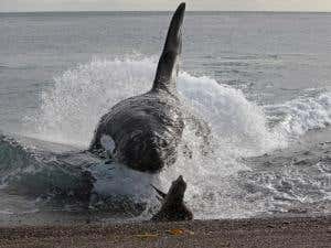 Marine lessons in becoming a killer