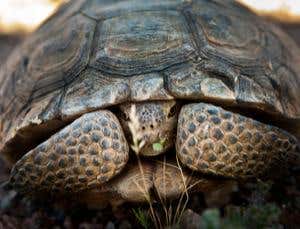 Citizens know best when it comes to animal protection