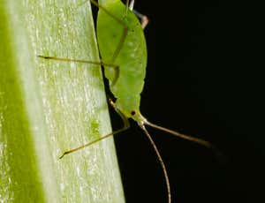 Aphids may be first photosynthesising animal