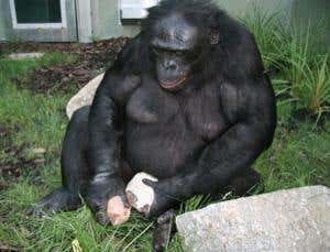 Bonobo genius makes stone tools like early humans did