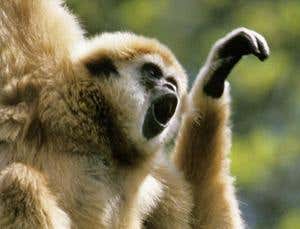 Soprano calls are probably unique to gibbons