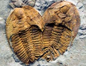 Fossils: Signs of early life