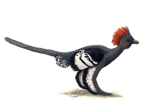 Show piece: was Anchiornis huxleyi trying to attract a mate? 