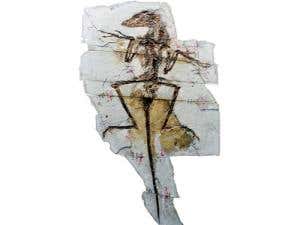 Fossils: Not just bones and stones