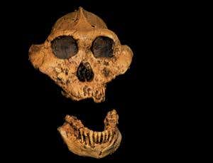 Fossils: The tales they tell