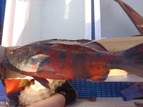 … not looking so good, Rambo 