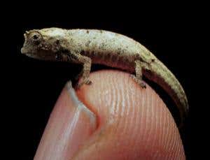 Incredible shrunken animals: The smallest of them all