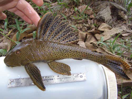 A catfish species caught in Guyana