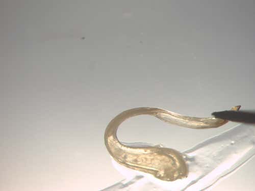 … and being bent backwards