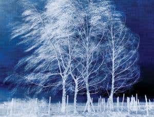 Rooted in experience: The sensory world of plants