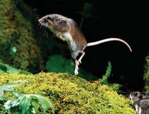 New Scientist. Science news and long reads from expert journalists, covering developments in science, technology, health and the environment on the website and the magazine.