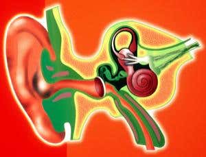 Deaf gerbils are all ears thanks to stem cells