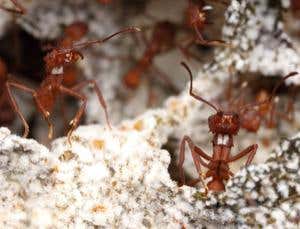 New Scientist. Science news and long reads from expert journalists, covering developments in science, technology, health and the environment on the website and the magazine.