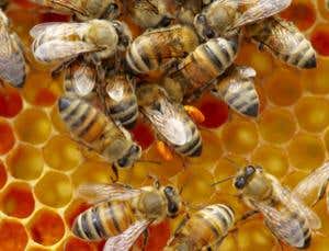 New Scientist. Science news and long reads from expert journalists, covering developments in science, technology, health and the environment on the website and the magazine.