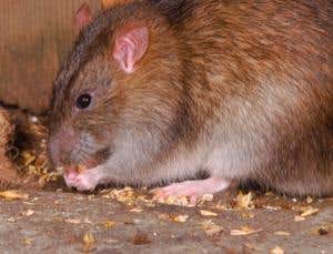 New Scientist. Science news and long reads from expert journalists, covering developments in science, technology, health and the environment on the website and the magazine.