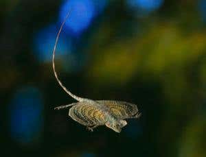 New Scientist. Science news and long reads from expert journalists, covering developments in science, technology, health and the environment on the website and the magazine.