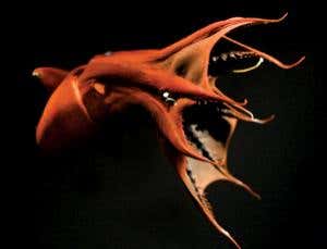 Vampire squid from hell eats faeces to survive depths