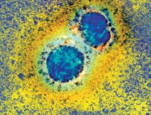 New Scientist. Science news and long reads from expert journalists, covering developments in science, technology, health and the environment on the website and the magazine.