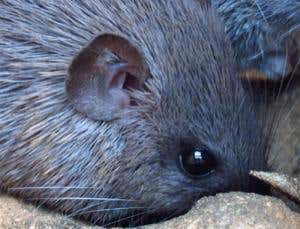 New Scientist. Science news and long reads from expert journalists, covering developments in science, technology, health and the environment on the website and the magazine.