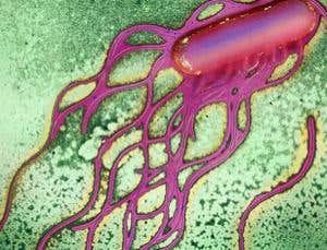 New Scientist. Science news and long reads from expert journalists, covering developments in science, technology, health and the environment on the website and the magazine.