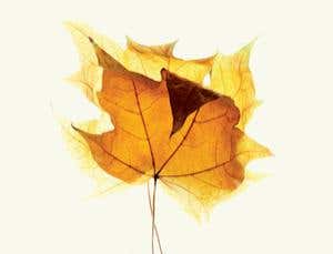 The shape of life: Biology's biggest mystery