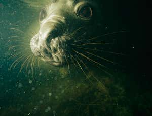 New Scientist. Science news and long reads from expert journalists, covering developments in science, technology, health and the environment on the website and the magazine.