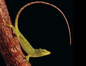 Inferior lizard tails weaken hopes of regrowing limbs