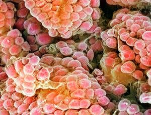 New Scientist. Science news and long reads from expert journalists, covering developments in science, technology, health and the environment on the website and the magazine.