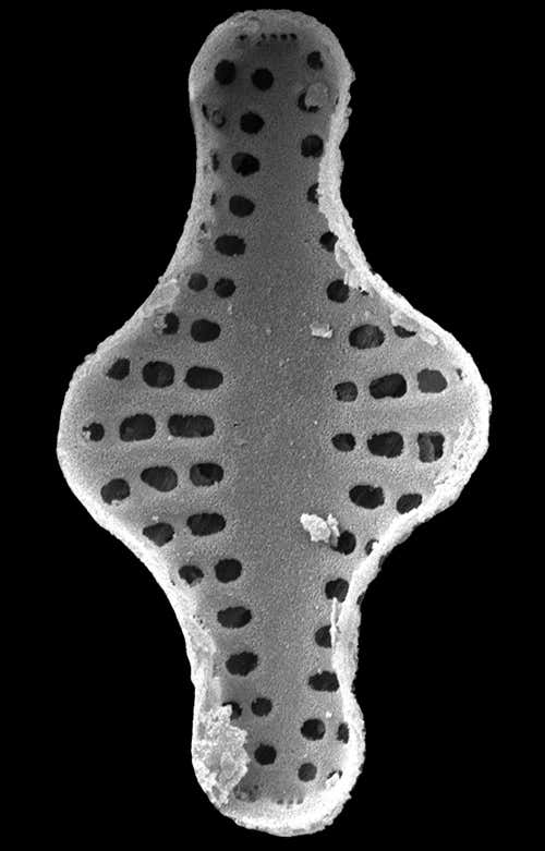 Pseudostaurosira pseudoconstruens, also found in Kaffeklubben 
