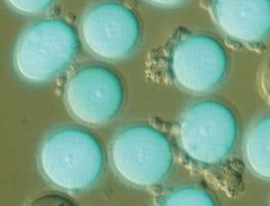 New Scientist. Science news and long reads from expert journalists, covering developments in science, technology, health and the environment on the website and the magazine.