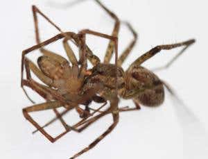Zoologger: The spiders hit by fatal courtship muddles
