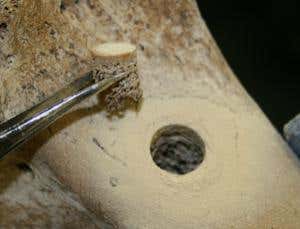 Moa bone with cylindrical section removed