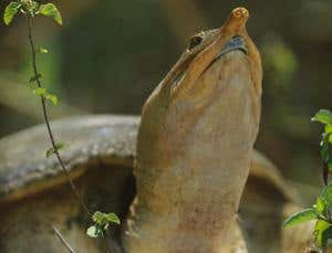 New Scientist. Science news and long reads from expert journalists, covering developments in science, technology, health and the environment on the website and the magazine.