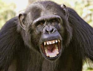 Chimps attack people after habitat loss