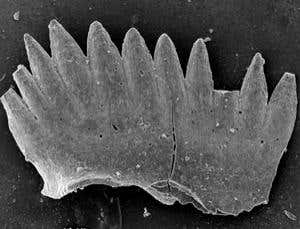 New Scientist. Science news and long reads from expert journalists, covering developments in science, technology, health and the environment on the website and the magazine.