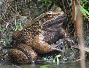 A male Otton frog in all his warty glory 