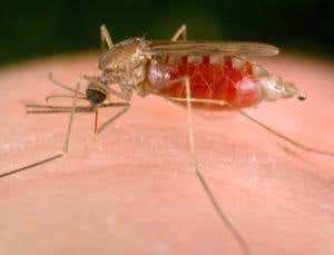 Malaria study challenges warmer world predictions