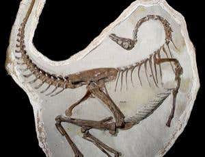 New Scientist. Science news and long reads from expert journalists, covering developments in science, technology, health and the environment on the website and the magazine.