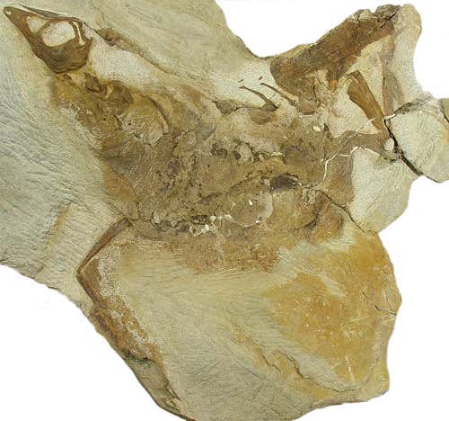 A juvenile ornithomimid dinosaur with filamentary fossil feathers 