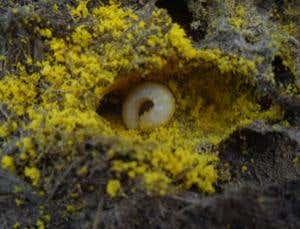 New Scientist. Science news and long reads from expert journalists, covering developments in science, technology, health and the environment on the website and the magazine.