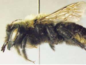 The fully grown version of Trichothurgus bolithophilus