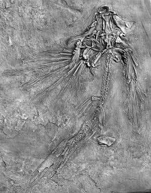 Flying fish fossils hint at ancient evolution
