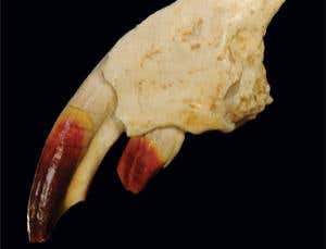 New Scientist. Science news and long reads from expert journalists, covering developments in science, technology, health and the environment on the website and the magazine.