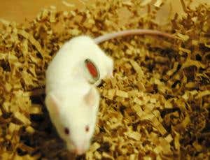 Abdominal porthole reveals how tumours come together