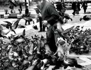 Memory: Do animals ever forget?