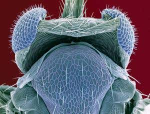 New Scientist. Science news and long reads from expert journalists, covering developments in science, technology, health and the environment on the website and the magazine.