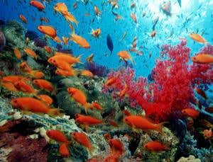 New Scientist. Science news and long reads from expert journalists, covering developments in science, technology, health and the environment on the website and the magazine.