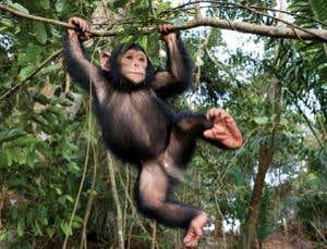 Robots get around by mimicking primates